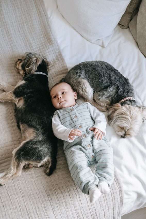 baby with pets